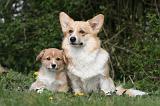 CORGI PEMBROKE 1216